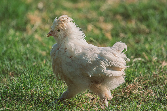 Sultan's Chick