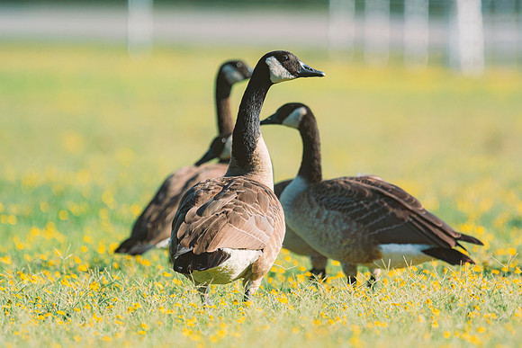 Canadian Geese