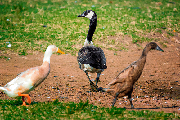 Canadian Geese