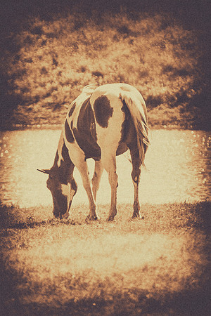 Bertazzoni, Nikon, black & white, far west, herd, horses, manes, nature, old west, prairie, running free, scenic, speed., wild horses