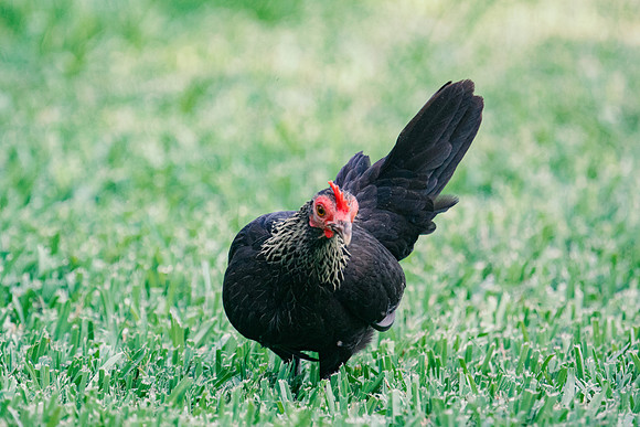 Small Hen