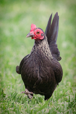 Small Hen