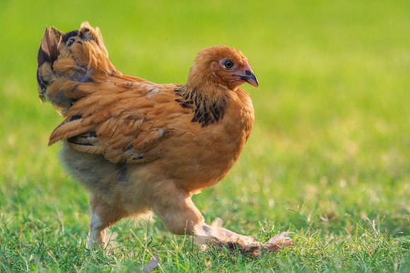 Young Rooster