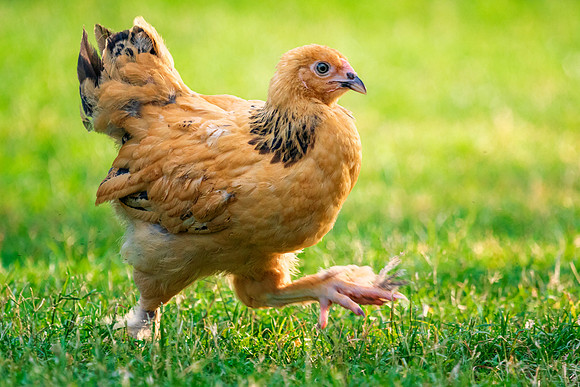 Young Rooster
