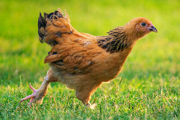Young Rooster