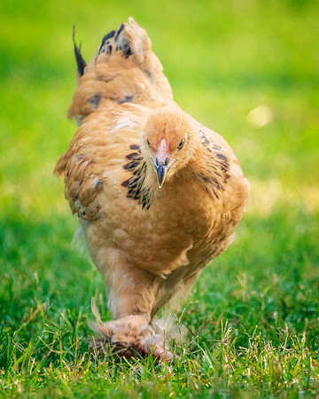 Young Rooster