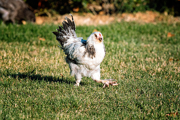 Young Rooster
