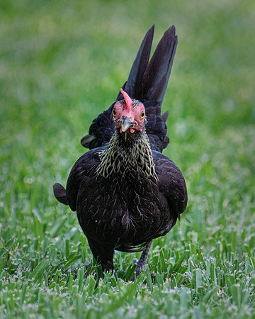 Small Hen