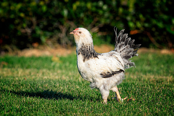 Young Rooster