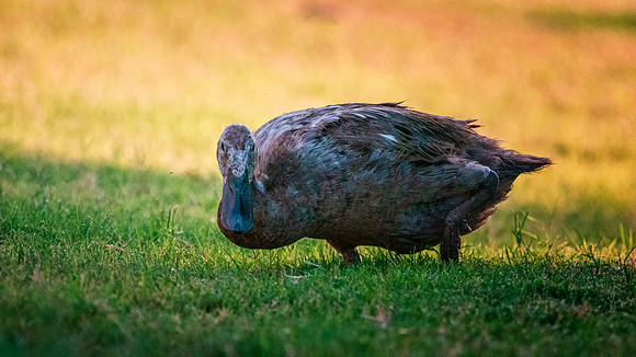 Runner Duck