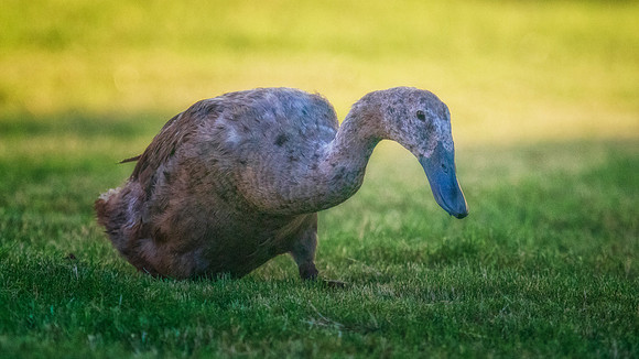 Runner Duck