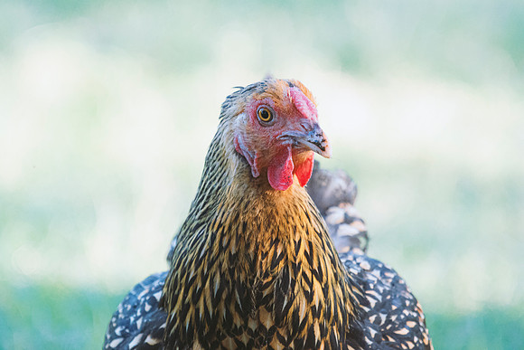 Fancy Hen