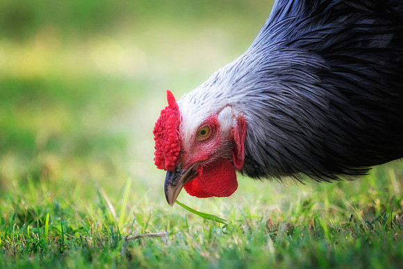Rooster's Portrait