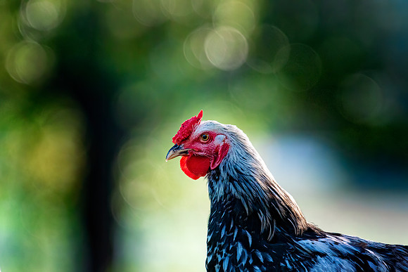 Fancy Rooster
