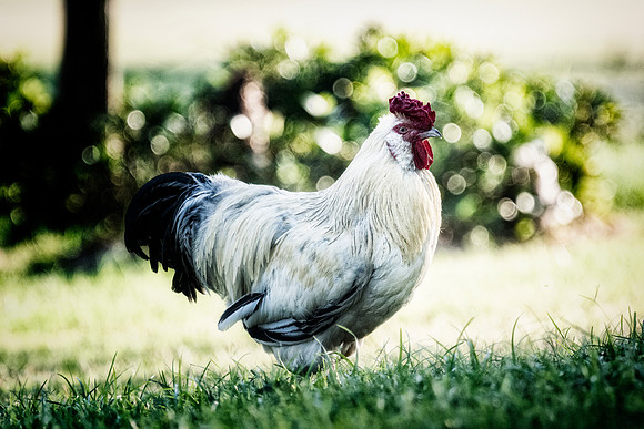 Fancy Rooster