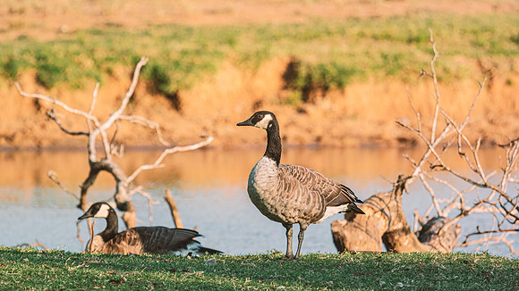 Canadian Geese