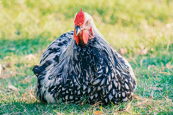 Resting Rooster