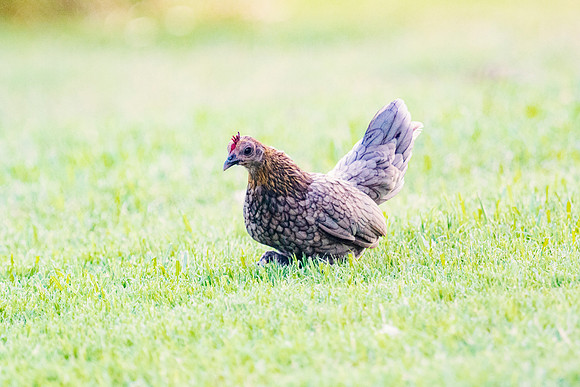 Little Hen