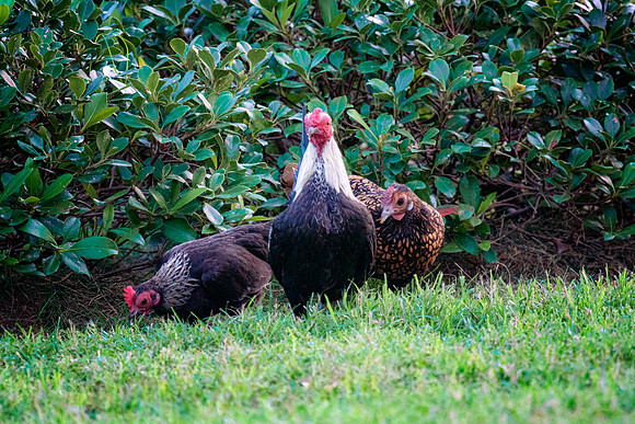 Small Flock