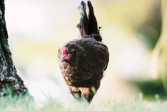 Young Rooster