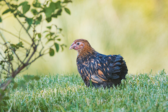 Young Hen