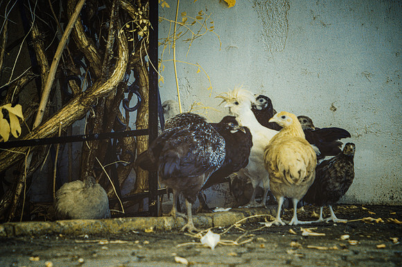 Chickens