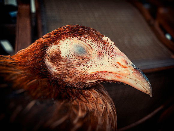 Sleeping Hen