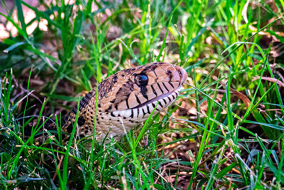 Gopher Snake