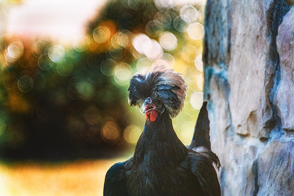 Polish Hen