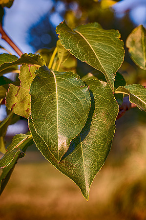 Leaf
