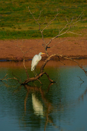 Great White Egret