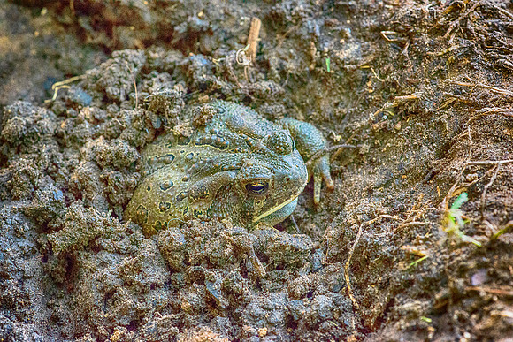 Toad