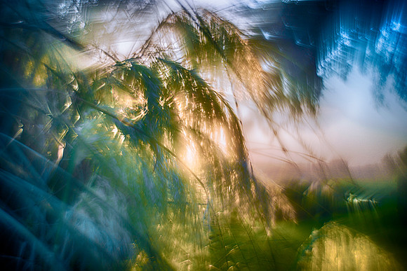 Cane Thicket
