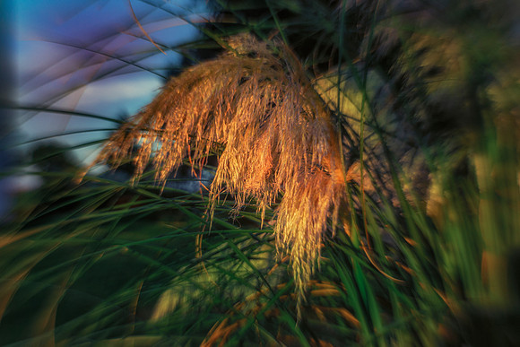 Cane Thicket