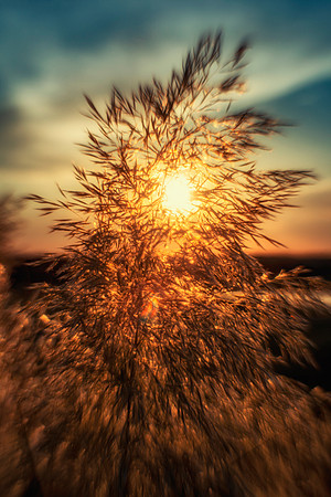 Cane Thicket