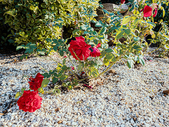 Roses