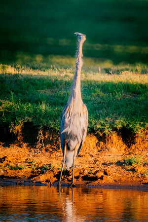 Great Blue Heron