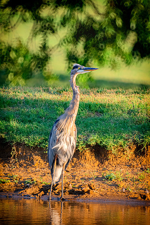Great Blue Heron