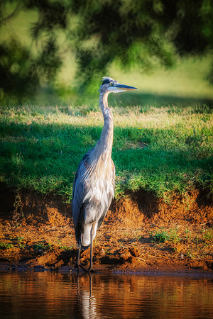 Great Blue Heron