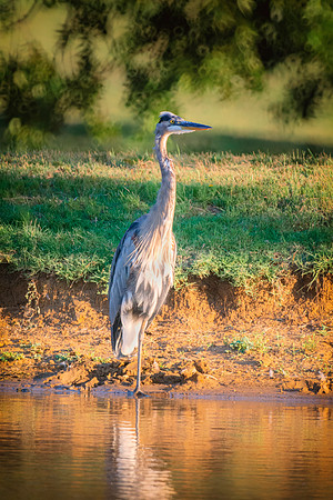 Great Blue Heron