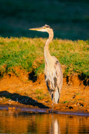Great Blue Heron