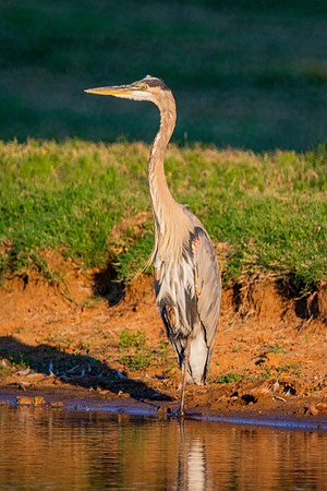 Great Blue Heron