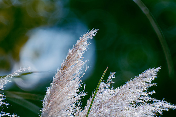 Cane Thicket