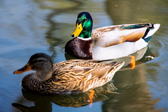 "common duck", duck, colors, feathers, wings, beak, legs, cooking, migration, Nikon, Bertazzoni, structure, texture, details, pond, swamp, yard, nature, zoo, farm, animals, bird
