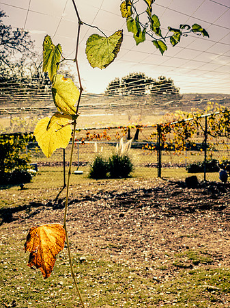 Vine Leaves