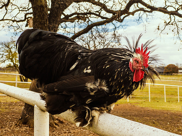 Cochin Rooster