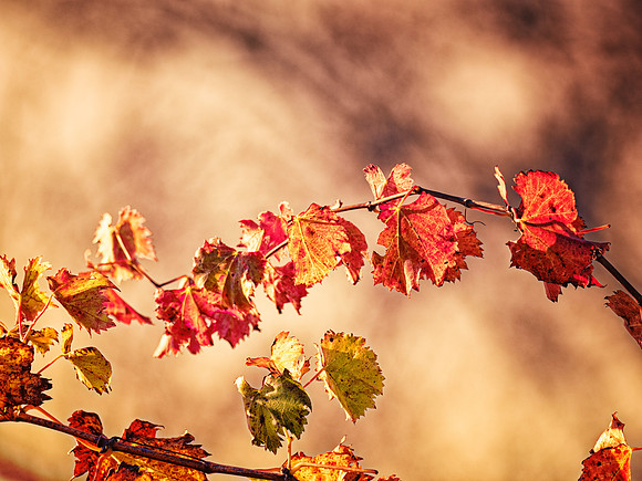 Vine Leaves