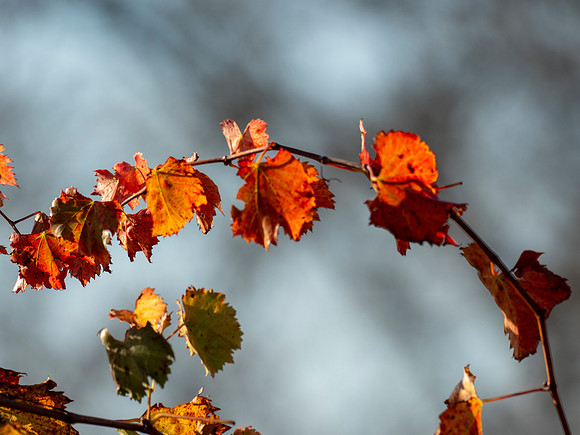 Vine Leaves