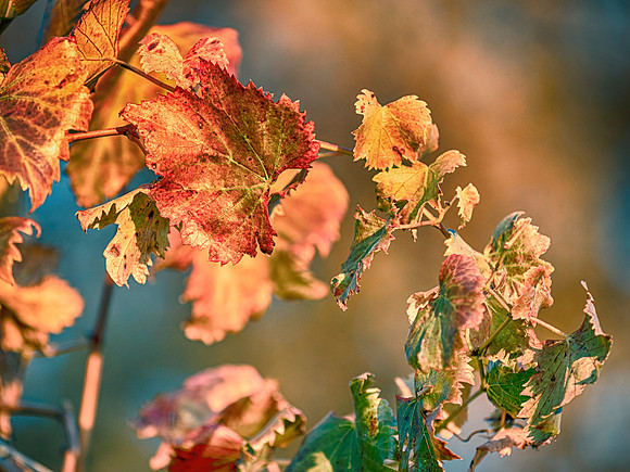 Vine Leaves