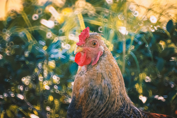 Rooster
